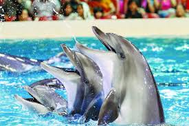 Dolphin Show Turu ile Eğlence ve Unutulmaz Anlar
